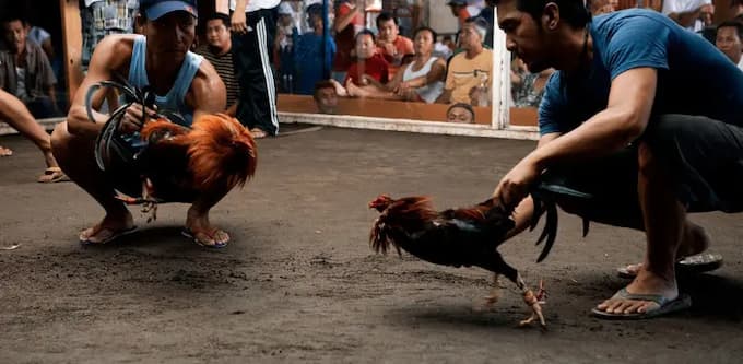 Sân chơi đá gà trực tuyến đa dạng thể loại